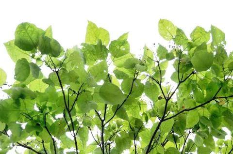 Abstract leafs on a tree isolated on white background with copyspace Stock Photos