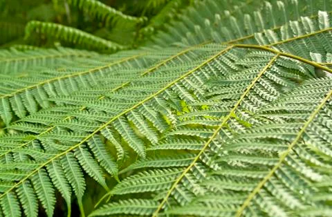 Abstract leaves background Stock Photos