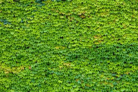 Abstract leaves background Foto stock