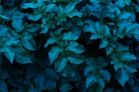 Abstract leaves background Foto stock
