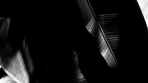 Abstract Leaves in Monochrome Stock Footage 302948520
