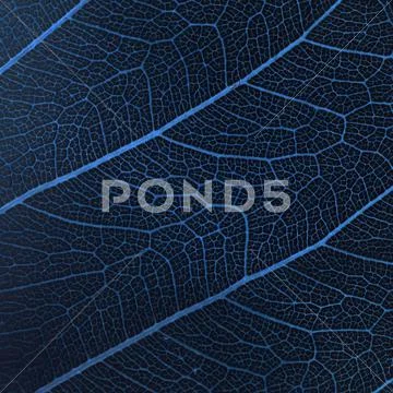 Abstract leaves Stock Photos