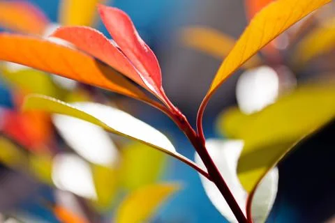 Abstract leaves Stock Photos