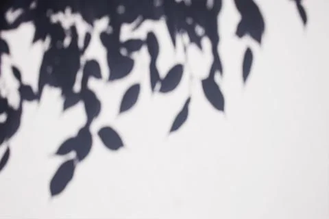 Abstract leaves shadow background Stock Photos