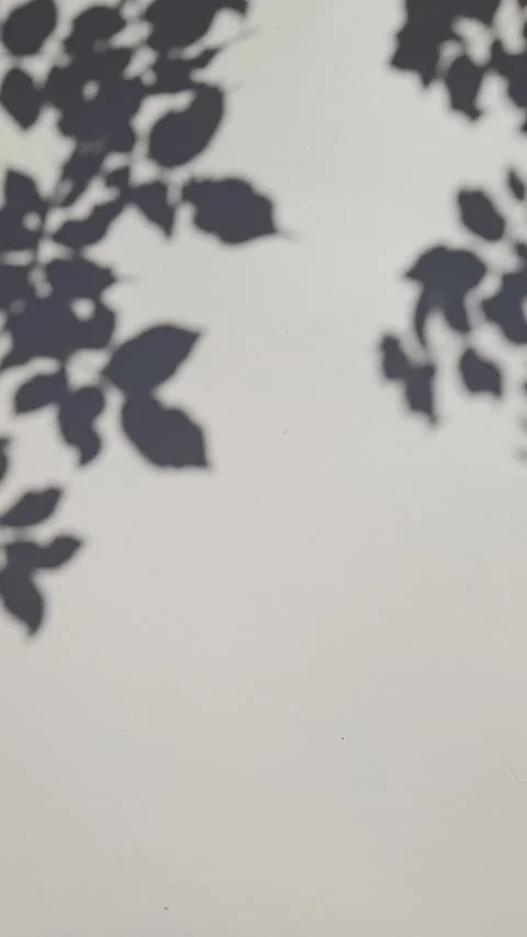 Abstract leaves silhouette shadow motion on beige wall with space for text. Vert Stock Footage 341489894