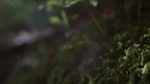 Abstract Lens Flare Alaska Tree Evergreen Growth Background Plants Moss Forest Stock Footage 271015694