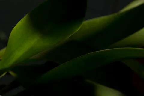 Abstract light and shadow green leave background Stock Photos