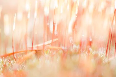 Abstract light background blurred image of moss closeup Stock Photos