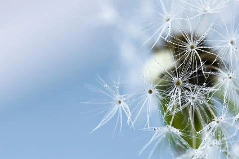 An abstract light background with a macro dandelion on a blue sky with space for Stock Photos