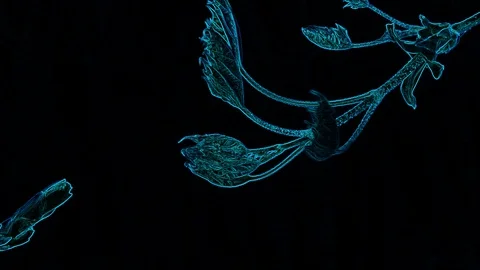 Abstract Light Blue Leaf on a Black Background Stock Footage 129288475