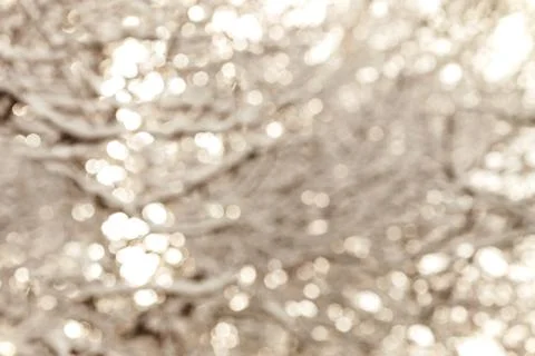 Abstract light bokeh backgrounds. Sunlight shining through tree branches blur Stock Photos