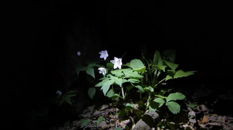 Abstract light game on flowers Stock Footage 62356100