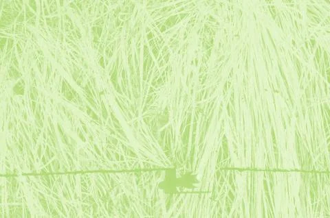 Abstract light green background with copy space for design Stock Photos