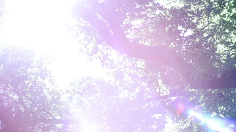 Abstract Light movements through Trees Stock Footage 39132357