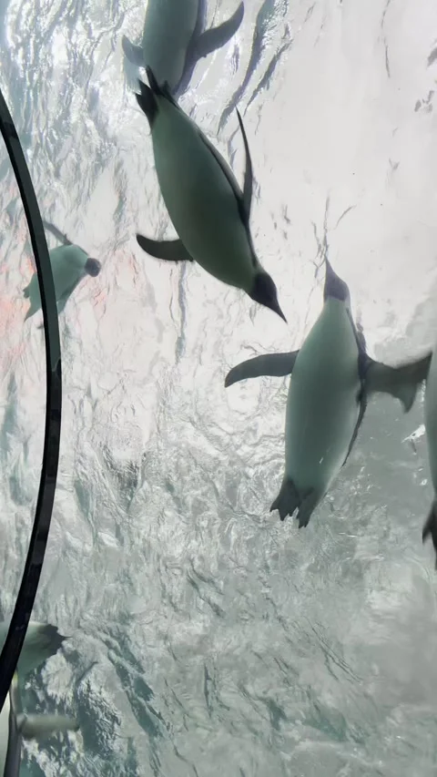 Abstract Light Streaks Transition to Underwater Penguin Swim Vídeo Stock 336521344