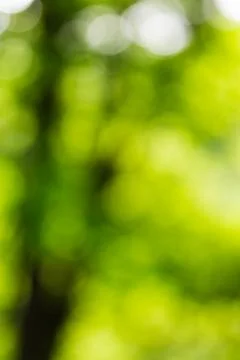 Abstract light of the tree Stock Photos