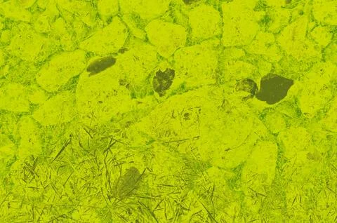 Abstract lime and green colors background for design Foto stock