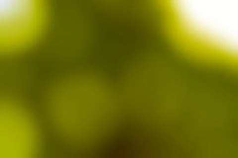 Abstract lime green texture background with soft diffused light flares Stock Photos