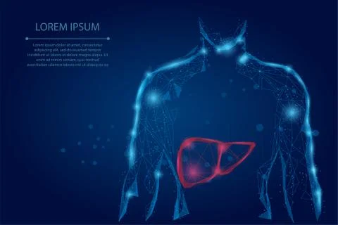 Abstract line and point human body with the liver. Healthcare and Science Illustrazione stock