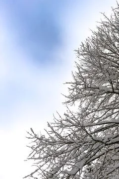 Abstract Line Pattern of Snow-Dusted Branches and Negative Space 写真素材