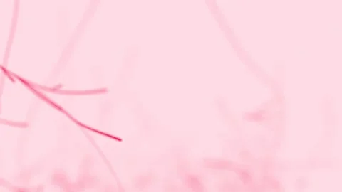 Abstract Lines 10 Video stock 161674271