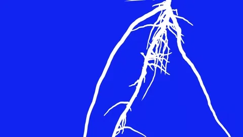 Abstract Lines 11 Stock Footage 161674488