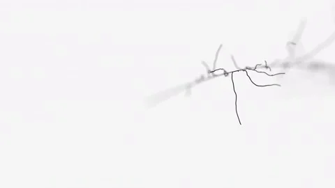 Abstract Lines 15 Video stock 161675053