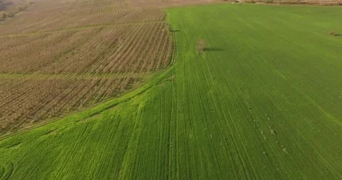 Abstract lines in endless green field above. Orchards and meadows. Stock Footage 61793983