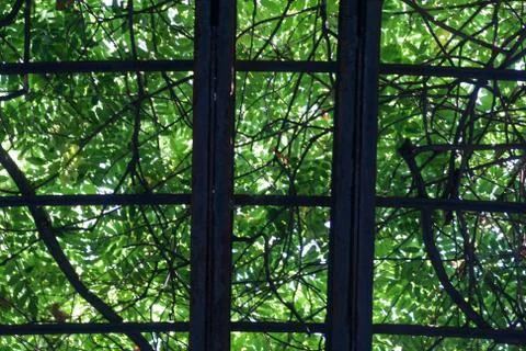 Abstract lines tree branches nature Stock Photos