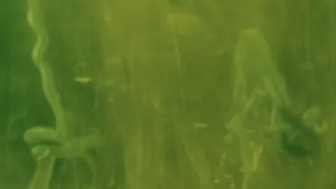 Abstract Liquify Flow – Vibrant Fluid Art Background Video stock 316385022