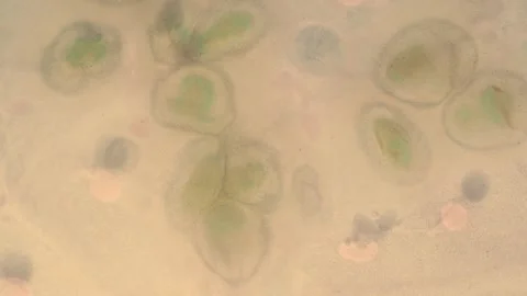 Abstract Liquify Flow – Vibrant Fluid Art Background Video stock 316385711