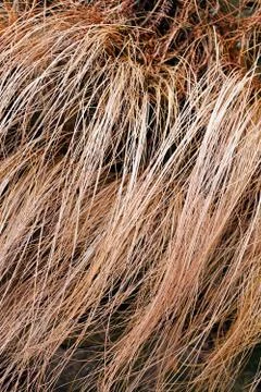Abstract long dry grass Stock Photos