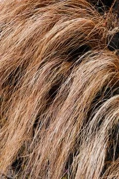 Abstract long dry grass Stock Photos