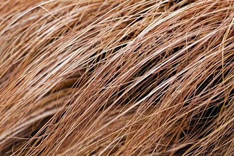 Abstract long dry grass Stock Photos