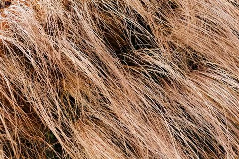 Abstract long dry grass Stock Photos