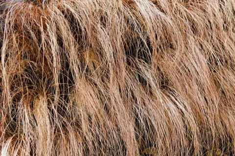 Abstract long dry grass Stock Photos
