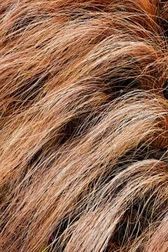 Abstract long dry grass Free Stock Photos