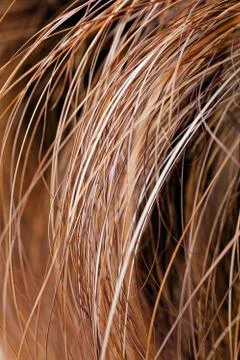 Abstract long dry grass 무료 스톡 사진