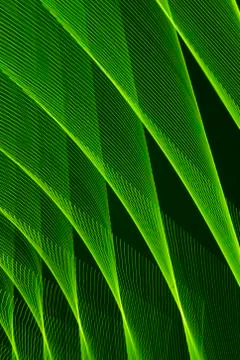 Abstract long exposure blurred light lines black and green background. Geometric Stock-Illustration