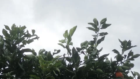 Abstract looking up at orange tree and sky Stock Footage 157080880