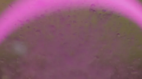 Abstract Loop, Fluid, Liquid, Soft Focus, Flares and Beams - "Purple Drank 9" Stock Footage 260298711