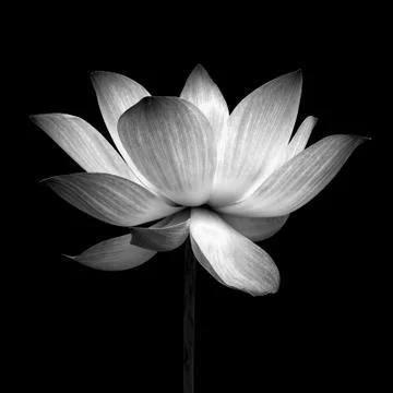 Abstract of lotus Foto stock
