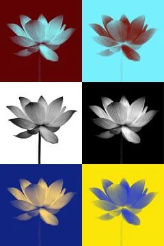 Abstract of lotus Stock Photos