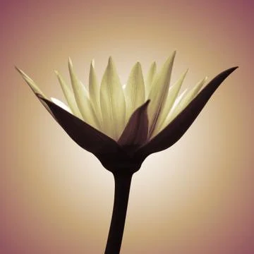 Abstract of Lotus Foto stock