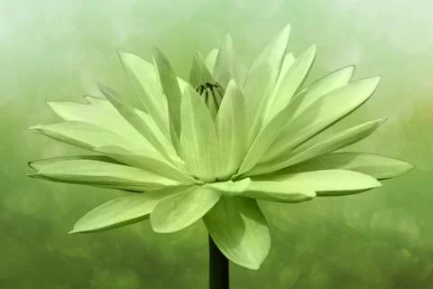 Abstract  lotus on spring background Stock Photos