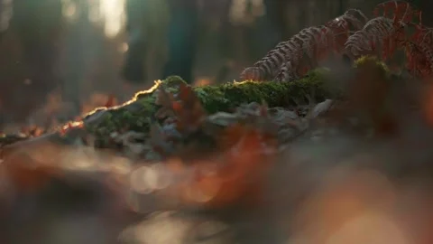 Abstract Low Angle Man Running Away Into Forest Slow Motion Vídeos de archivo 329463163