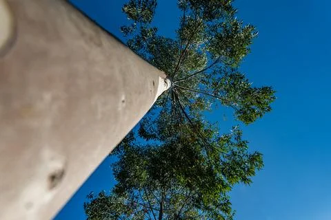 Abstract Low-Angle View Up a Eucalyptus Trunk to Canopy Stock Photos