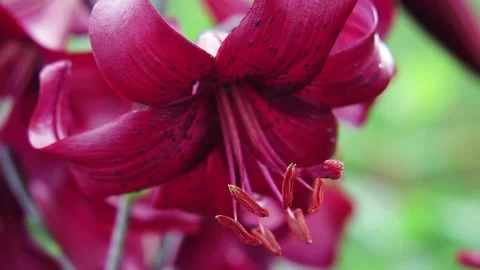 Abstract macro art water drops on lilies, rain on flowers Vídeo Stock 142983155