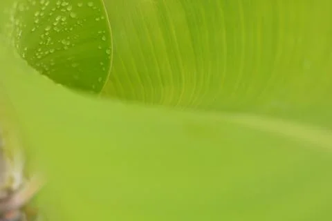Abstract macro background of a vibrant chartreuse green tropical banana lea.. 스톡 사진