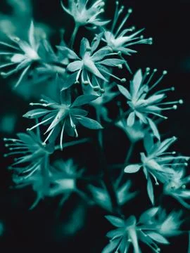Abstract macro botanical texture of OSTRYA VIRGINIANA – deep cyan noir Stock Photos